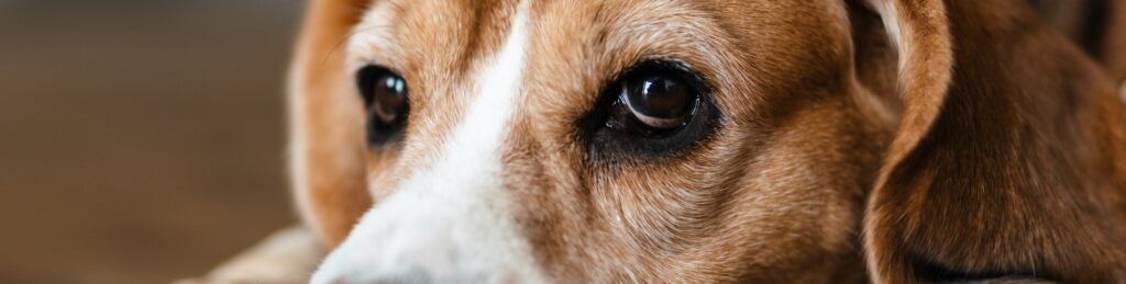 Close up of a beagle dog laying on a floor